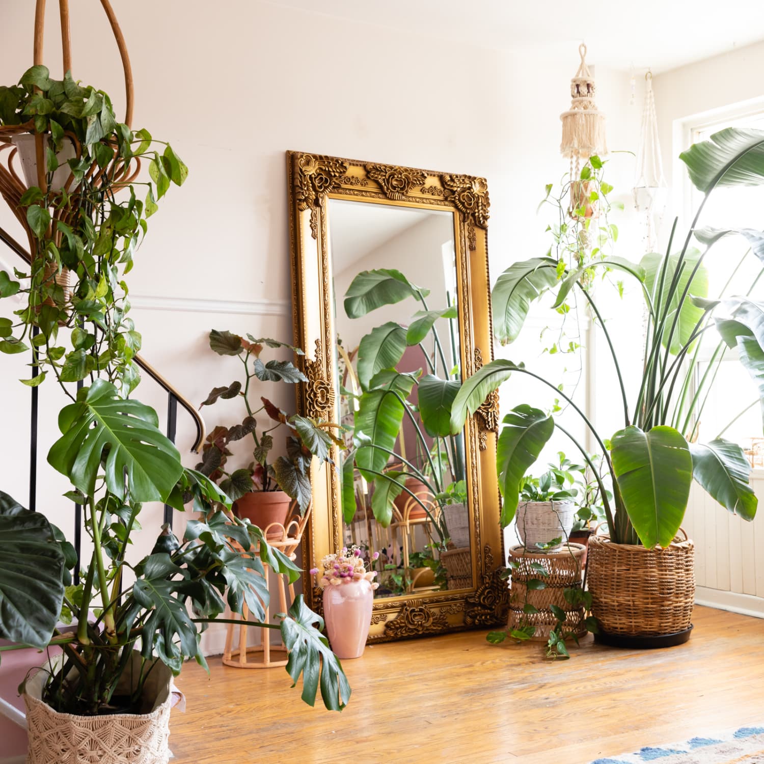 Room cooling hot sale plants